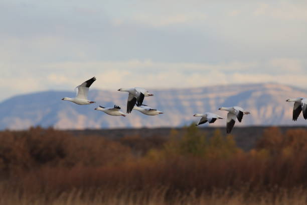 istock Snow geese Bosque del Apache, New Mexico USA 958180858