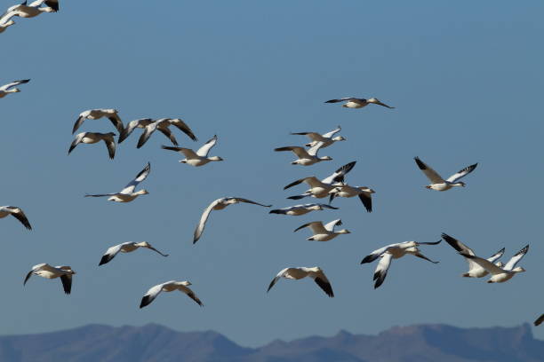 istock Snow geese Bosque del Apache, New Mexico USA 958181030