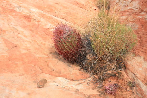 istock Valley of Fire Nevada 958181050