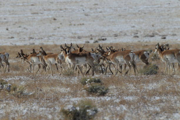 istock Pronghorn from New Mexico, with a large mountain range in the background 958181214