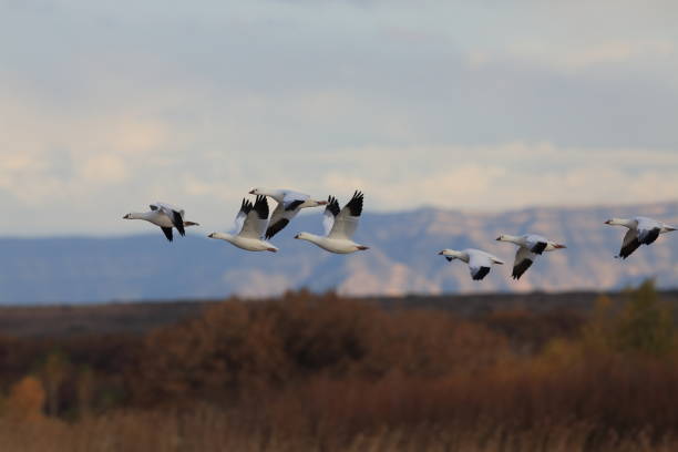 istock Snow geese Bosque del Apache, New Mexico USA 958183502