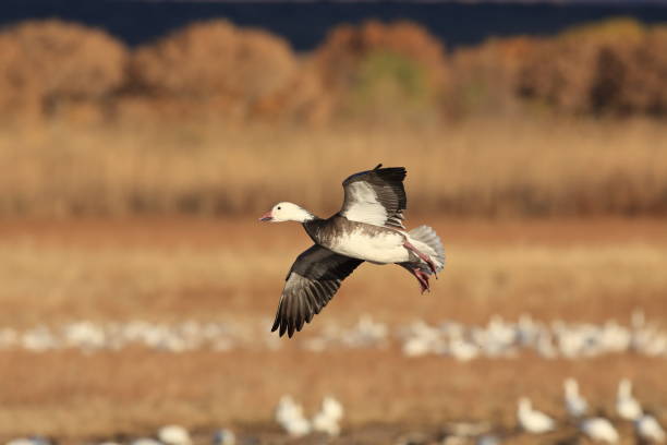 istock Snow geese Bosque del Apache, New Mexico USA 958183656