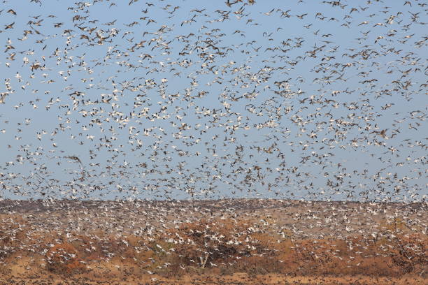 istock Snow geese Bosque del Apache, New Mexico USA 958183900