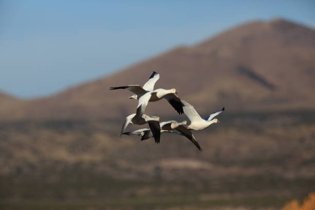 istock Snow geese Bosque del Apache, New Mexico USA 958184436