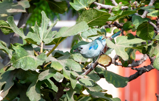 Blue-Gray Tanager Bird Eating A Fig In Peru