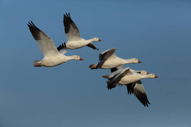 istock Snow geese Bosque del Apache, New Mexico USA 958184776