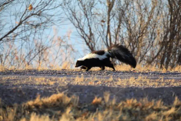 Photo of Skunk (Mephitis mephitis) New Mexico