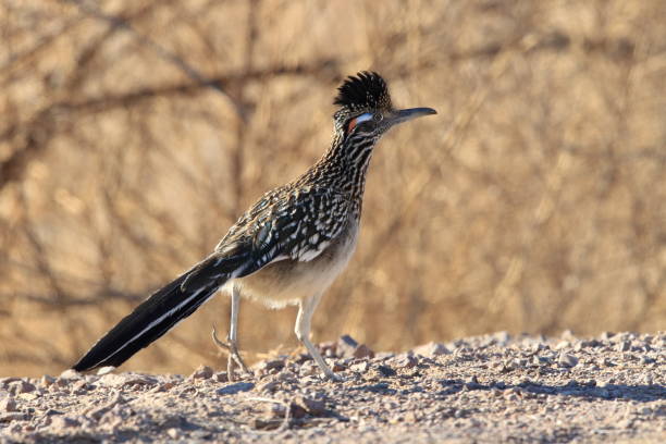 istock Roadrunner Bosque del Apache wildlife refuge in New Mexico 958185356