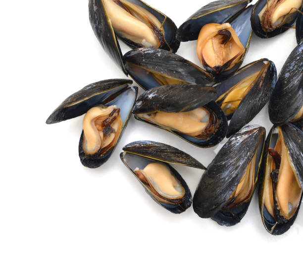 istock group of boiled mussels in shells isolated on white background 958185462