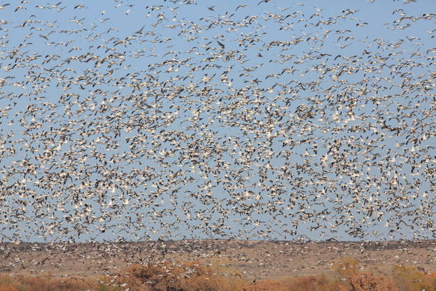 istock Snow geese Bosque del Apache, New Mexico USA 958185538
