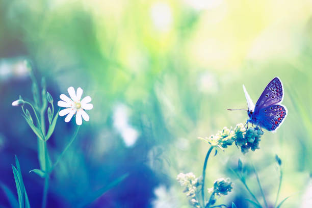 istock natural background with blossoming summer meadow and little blue butterfly 958185706