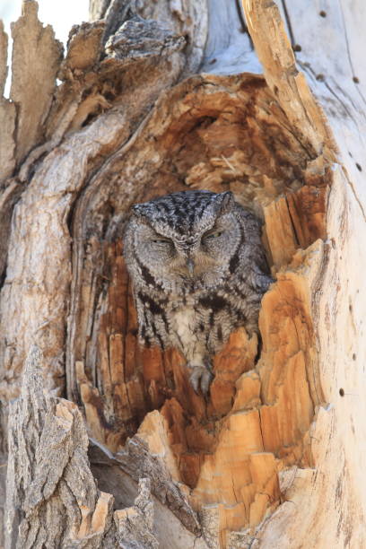 istock Western Screech-owl, (Megascops kennicottii) on the Tree New Mexico 958188060
