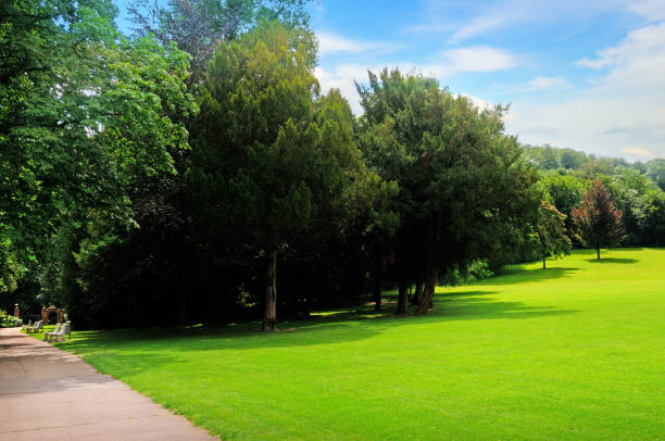istock Summer park, green meadow and blue sky. 958188184