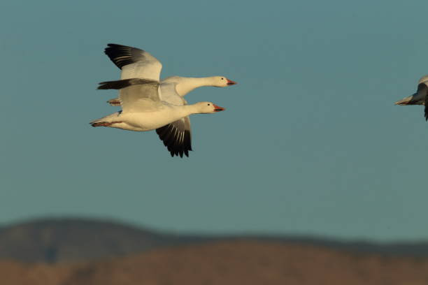 istock Snow geese Bosque del Apache, New Mexico USA 958188470