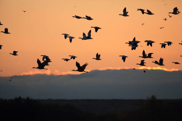 istock Snow geese Bosque del Apache, New Mexico USA 958188554