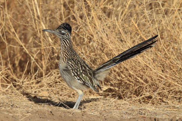istock Roadrunner Bosque del Apache wildlife refuge in New Mexico 958188798