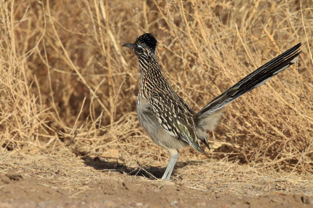 istock Roadrunner Bosque del Apache wildlife refuge in New Mexico 958188800