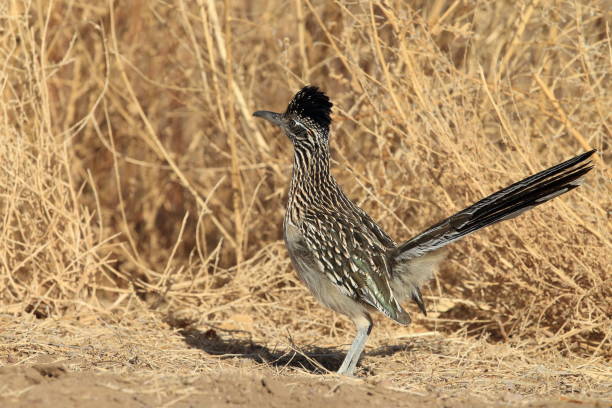 istock Roadrunner Bosque del Apache wildlife refuge in New Mexico 958188834