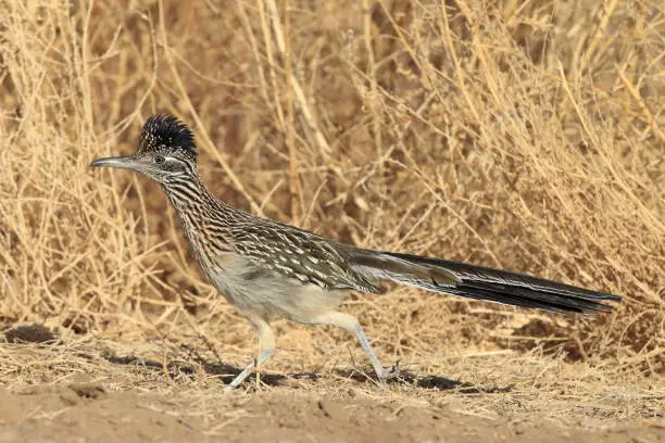 Roadrunner Bosque del Apache wildlife refuge in New Mexico