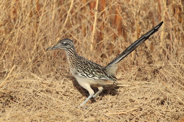 istock Roadrunner Bosque del Apache wildlife refuge in New Mexico 958191396