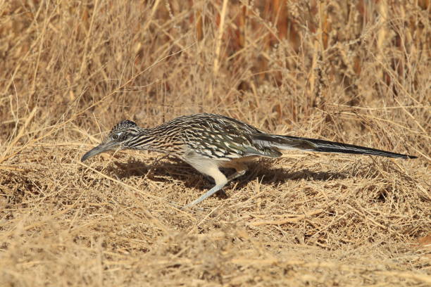 istock Roadrunner Bosque del Apache wildlife refuge in New Mexico 958191608