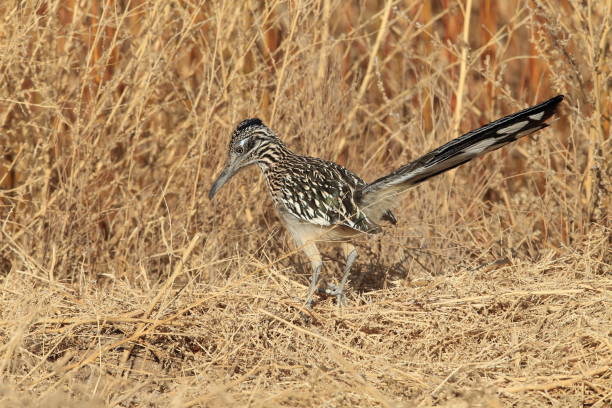 istock Roadrunner Bosque del Apache wildlife refuge in New Mexico 958191634