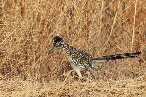 istock Roadrunner Bosque del Apache wildlife refuge in New Mexico 958191640