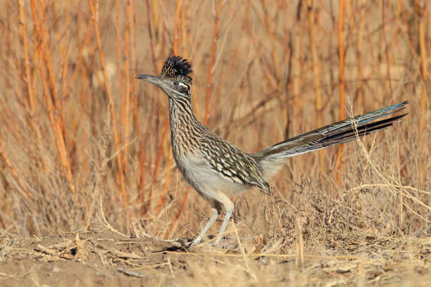 istock Roadrunner Bosque del Apache wildlife refuge in New Mexico 958191716