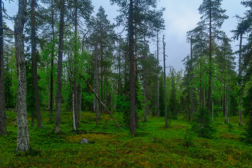 Trees and forest along the Rykimakero Trail, in Pyha-Luosto National Park, Lapland, Finland