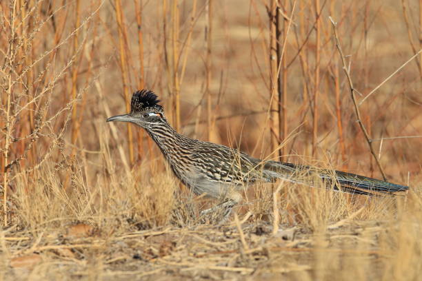 istock Roadrunner Bosque del Apache wildlife refuge in New Mexico 958191798