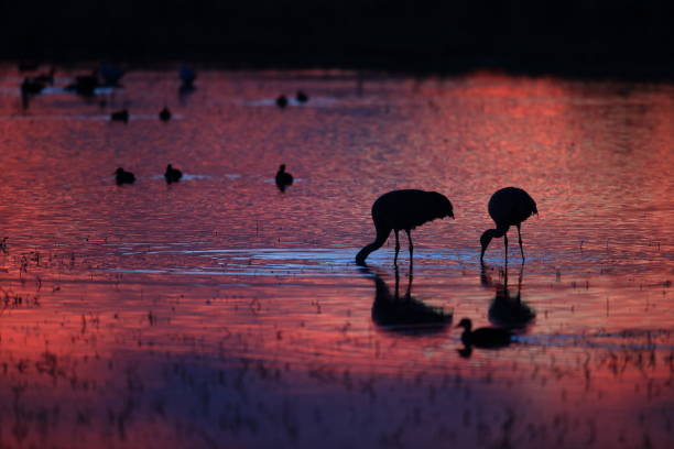 istock Sandhill Crane Bosque del Apache Wildlife Reserve New Mexico USA 958191800