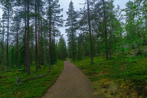 Footpath and forest along the Rykimakero Trail, in Pyha-Luosto National Park, Lapland, Finland