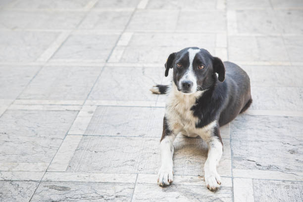 beau chien dans la rue. - dog street loneliness solitude photos et images de collection