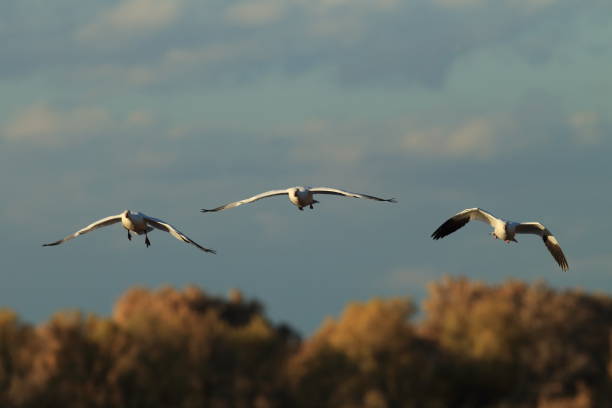 istock Snow geese Bosque del Apache, New Mexico USA 958192934