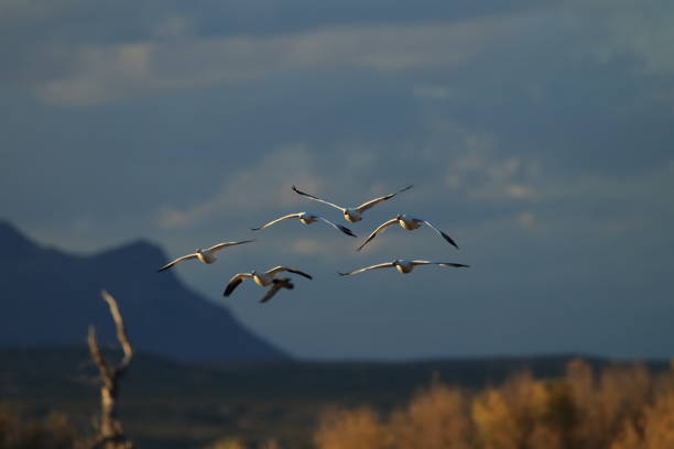istock Snow geese Bosque del Apache, New Mexico USA 958193010