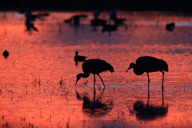 istock Sandhill Crane Bosque del Apache Wildlife Reserve New Mexico USA 958193122