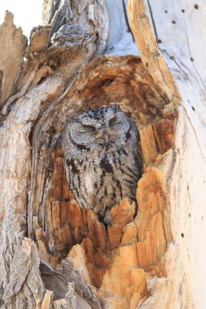 istock Western Screech-owl, (Megascops kennicottii) on the Tree New Mexico 958193148