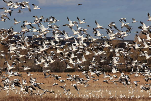 istock Snow geese Bosque del Apache, New Mexico USA 958193188