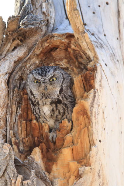 istock Western Screech-owl, (Megascops kennicottii) on the Tree New Mexico 958193194