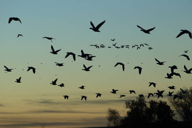istock Snow geese Bosque del Apache, New Mexico USA 958193372