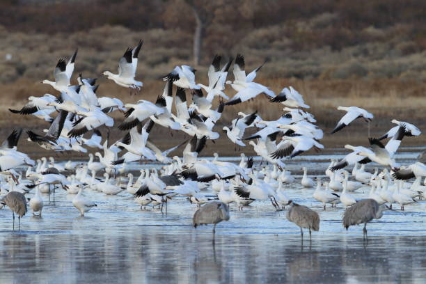 istock Snow geese Bosque del Apache, New Mexico USA 958196036