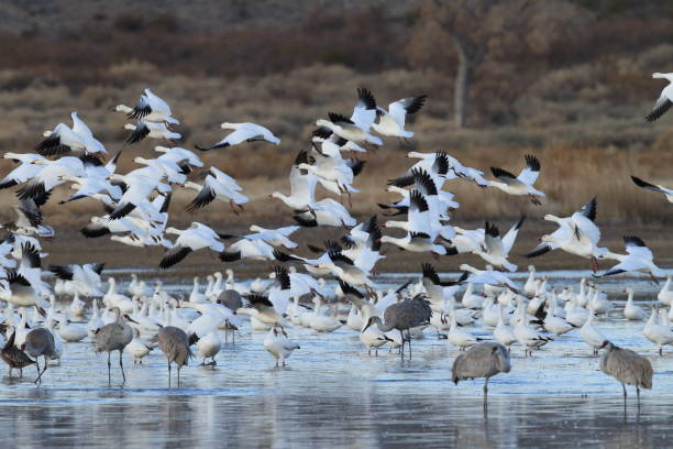istock Snow geese Bosque del Apache, New Mexico USA 958196046