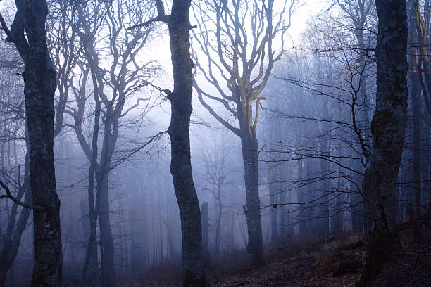 istock Mysterious forest in the fog at night 95819615