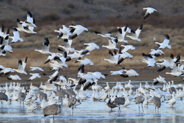 istock Snow geese Bosque del Apache, New Mexico USA 958196412