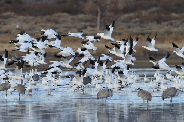 istock Snow geese Bosque del Apache, New Mexico USA 958196414
