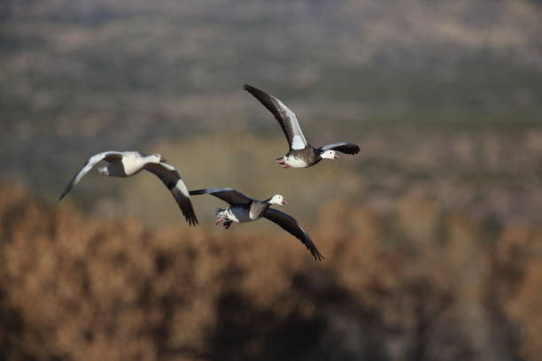 istock Snow geese Bosque del Apache, New Mexico USA 958196434