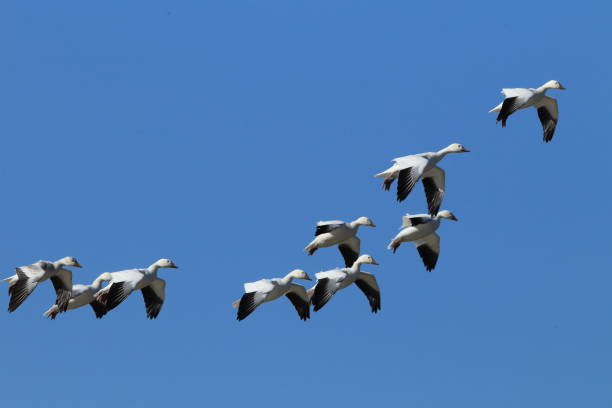 istock Snow geese Bosque del Apache, New Mexico USA 958196450