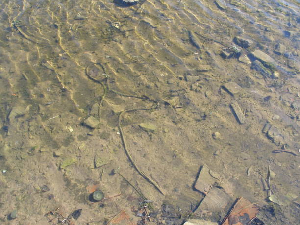 istock transparent water and a littered bottom, in the sunlight 958196548