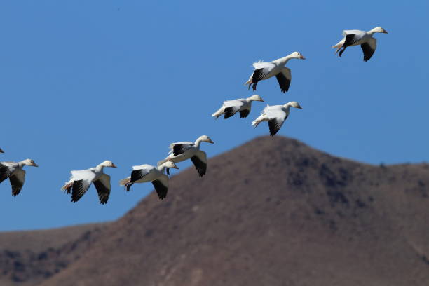istock Snow geese Bosque del Apache, New Mexico USA 958196610