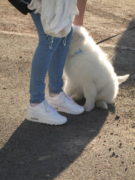 istock white dog at the feet 958197050